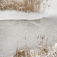 Buy canvas prints of Typha reeds winter season by Arletta Cwalina