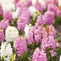Buy canvas prints of Hyacinthus pink white flowering by Arletta Cwalina