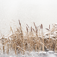 Buy canvas prints of Typha reeds at frozen lake by Arletta Cwalina