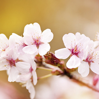 Buy canvas prints of fairy cherry tree flowers detail by Arletta Cwalina