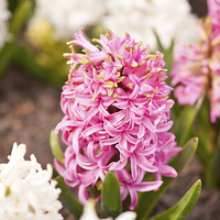 Buy canvas prints of Hyacinthus flowering cluster by Arletta Cwalina