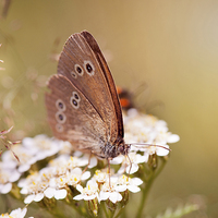 Buy canvas prints of Aphantopus hyperantus or Ringlet brown butterfly  by Arletta Cwalina