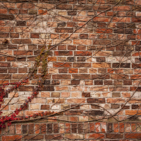 Buy canvas prints of ivy hedge climber on wall by Arletta Cwalina