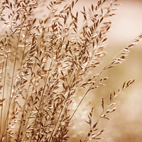 Buy canvas prints of Bunch of sepia toned grass inflorescence  by Arletta Cwalina