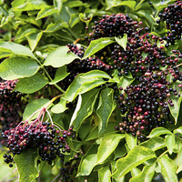 Buy canvas prints of Elderberry fruits fresh clusters on plant  by Arletta Cwalina