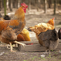 Buy canvas prints of Rhode Island Red hens eating from feeder  by Arletta Cwalina