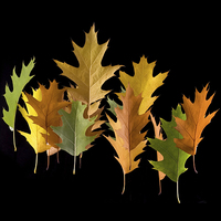 Buy canvas prints of  Variety coloured autumn oak leaves by Arletta Cwalina