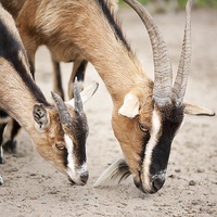 Buy canvas prints of brown domesticated goats eating by Arletta Cwalina