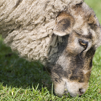 Buy canvas prints of Single adult sheep eating grass head detail  by Arletta Cwalina
