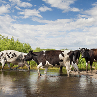 Buy canvas prints of Herd of cows walking across pool  by Arletta Cwalina