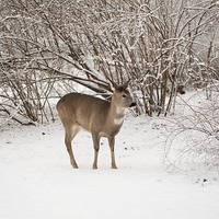 Buy canvas prints of doe search food in snow by Arletta Cwalina