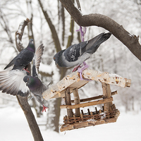Buy canvas prints of Three hungry pigeons on feeder  by Arletta Cwalina