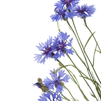 Buy canvas prints of Slant blue cornflower flowers isolated  by Arletta Cwalina