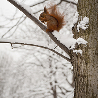 Buy canvas prints of Squirrel sitting on twig in snow and eating by Arletta Cwalina
