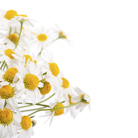 Buy canvas prints of Many white flowerheads of chamomile by Arletta Cwalina