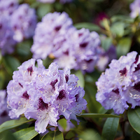 Buy canvas prints of Rhododendron called Azalea purple flowers  by Arletta Cwalina