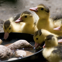Buy canvas prints of Yellow Muscovy duck ducklings drinking water  by Arletta Cwalina