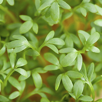 Buy canvas prints of Close-up of Lepidium sativum or cress leaves  by Arletta Cwalina