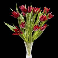 Buy canvas prints of Red cut tulips bouquet in glass vase isolated  by Arletta Cwalina
