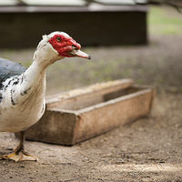 Buy canvas prints of large Muscovy Duck bird standing and posing  by Arletta Cwalina
