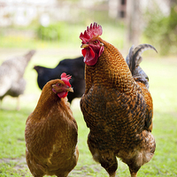 Buy canvas prints of Rhode Island Red chickens couple posing  by Arletta Cwalina