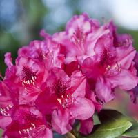Buy canvas prints of Rhododendron or Azalea plant bright pink flowers  by Arletta Cwalina