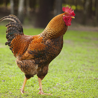 Buy canvas prints of young Rhode Island Red rooster portrait  by Arletta Cwalina