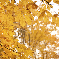 Buy canvas prints of chestnut autumn yellow leaves by Arletta Cwalina