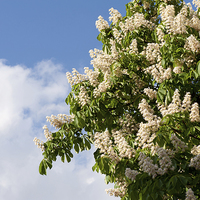 Buy canvas prints of blooming Aesculus on blue sky in sunlight  by Arletta Cwalina