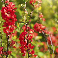 Buy canvas prints of Chaenomeles shrub red blossoms by Arletta Cwalina