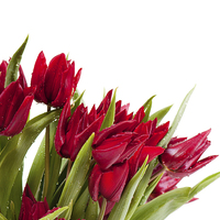 Buy canvas prints of Red tulips bouquet sprinkled with water  by Arletta Cwalina