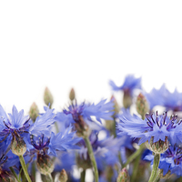 Buy canvas prints of blue cornflower flowerheads isolated by Arletta Cwalina