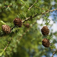 Buy canvas prints of Larix polonica or Larch small cones on twig  by Arletta Cwalina