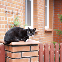 Buy canvas prints of One lonely stray black cat sitting on fence  by Arletta Cwalina