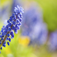 Buy canvas prints of One blue Muscari Mill flower stem close-up  by Arletta Cwalina