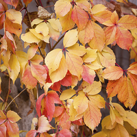 Buy canvas prints of vine yellow red leaves by Arletta Cwalina