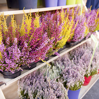 Buy canvas prints of Shop shelves with blooming heather flowers  by Arletta Cwalina