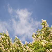 Buy canvas prints of Blossoming Aesculus tree on blue sky  by Arletta Cwalina