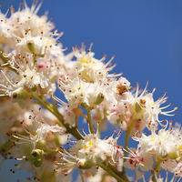 Buy canvas prints of Macro of blooming Aesculus on blue sky  by Arletta Cwalina