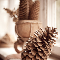 Buy canvas prints of old dried cones on windowsill sepia toned  by Arletta Cwalina
