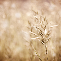 Buy canvas prints of Sepia toned ripe grass inflorescence with pollen  by Arletta Cwalina
