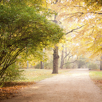 Buy canvas prints of Yellow and green autumn leaves in park alley  by Arletta Cwalina