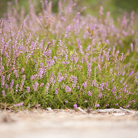 Buy canvas prints of Bunches of pink heather flowering in forest  by Arletta Cwalina