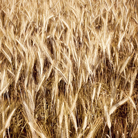 Buy canvas prints of Plenty golden cereal grain ears on field  by Arletta Cwalina