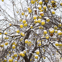 Buy canvas prints of old apples sag on tree in snow by Arletta Cwalina