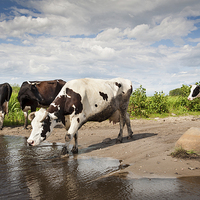 Buy canvas prints of Herd of cows walking across puddle  by Arletta Cwalina