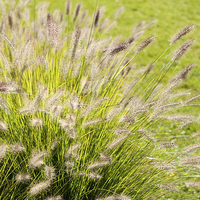 Buy canvas prints of Grass bunch Pennisetum alopecuroides by Arletta Cwalina