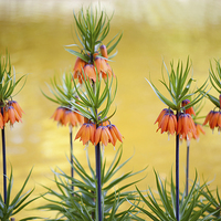Buy canvas prints of Orange lily flowers Fritillaria imperialis  by Arletta Cwalina