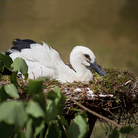 Buy canvas prints of Orphaned White Stork or Ciconia ciconia child  by Arletta Cwalina