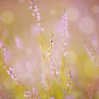 Buy canvas prints of pink heather macro blurred by Arletta Cwalina